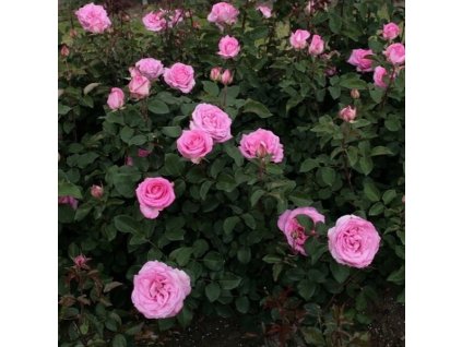 Rosa hybr. (CH)  Beverly  růže zahradní - velkokvětá  (ČH)