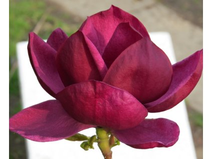 Magnolia%20Genie%2001