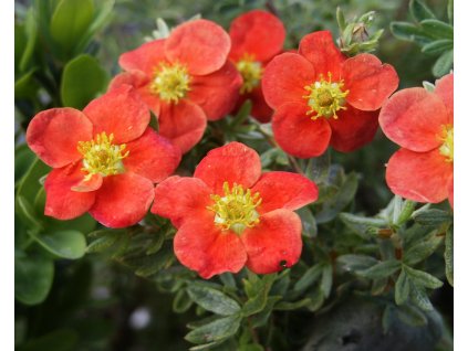 Potentilla%20fruticosa%20Red%20Robin%2004b