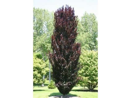 fagus%20rohan%20obelisk%201