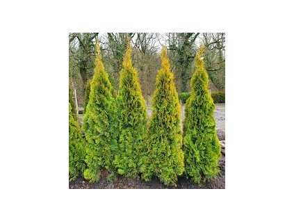 Thuja%20Golden%20Smaragd01
