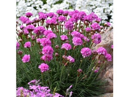 armeria%20armada%20rose