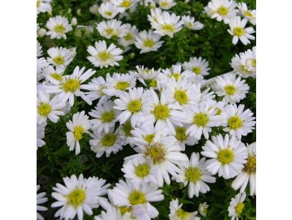 aster%20schneekissen