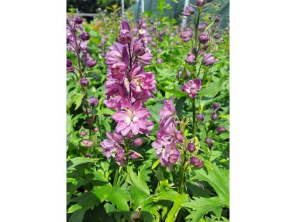 Delphinium%20Pink%20White%20Bee02