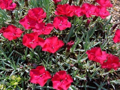 Dianthus%20gratianopolitanus%20Badenia%20011