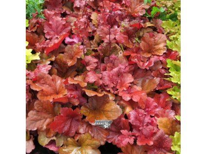 heuchera f.a.1m1