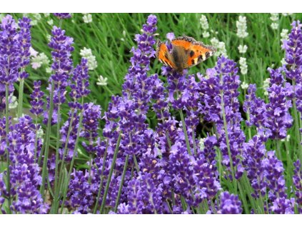 Lavandula%20angustifolia%20Havanna%2009