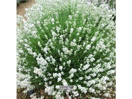 lavandula arctic s.1m1