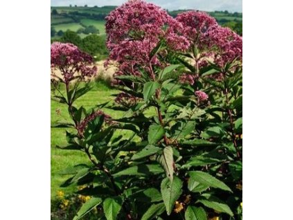 eupatorium maculatum Reisenchium1