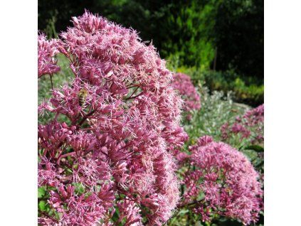 Eupatorium Riesecharm 03 1 1