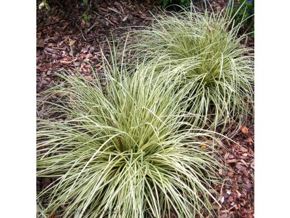 Carex Evergold 01m1
