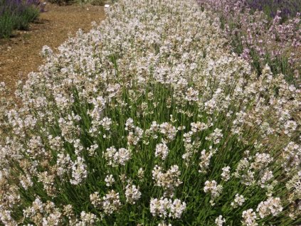 Lavandula angustifolia Arctic Snow 01