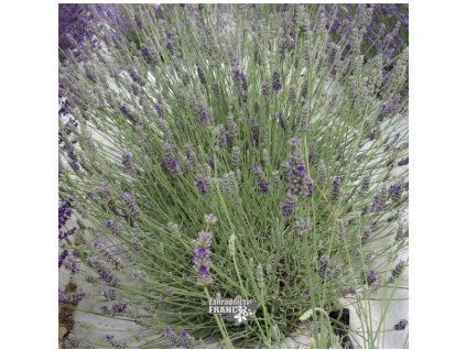 lavandula georg.1m1