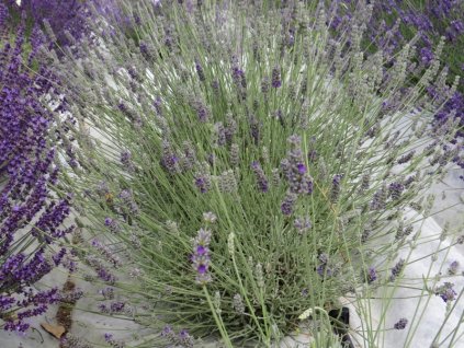 Lavandula%20chaytorae%20Gorgoneous%2001