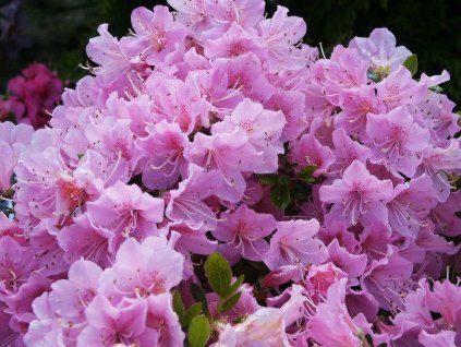 Azalea%20Blanice%2002