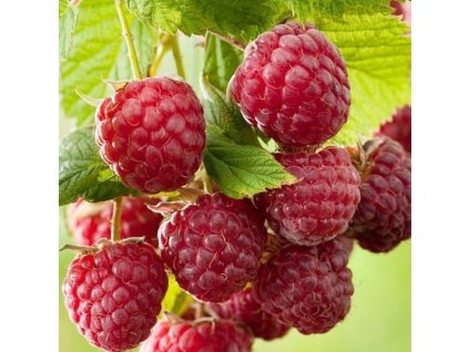 Rubus idaeus Sugana 01m1