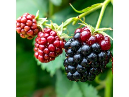 rubus blackberries 1m