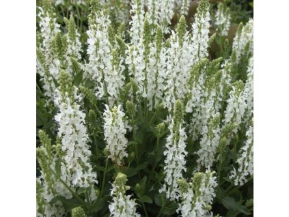 salvia%20schneehugel