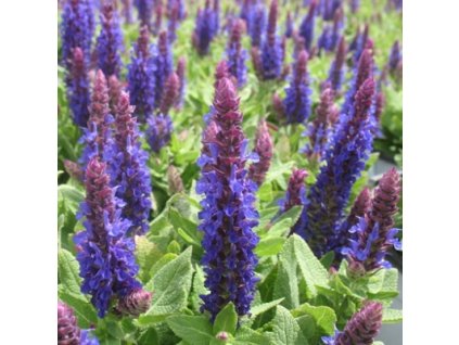 salvia%20compact%20deep%20blue