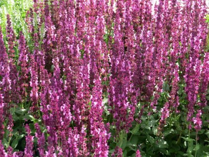 Salvia%20nemorosa%20Sensation%20Medium%20Rose%2001
