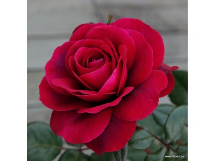 bellevue 14 1024x1024