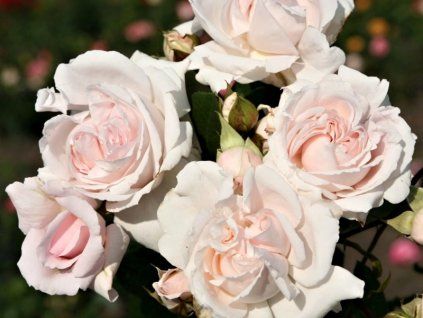 Rosa%20Constance%20Mozart%2001