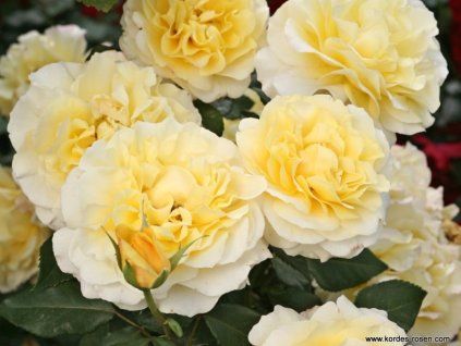 Rosa%20Sunny%20Sky%2002