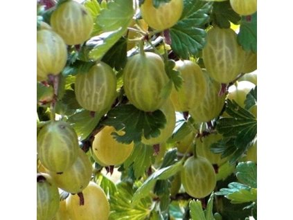 Angrest Mucurines 01m1