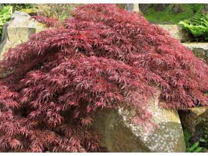 Acer%20palmatum%20Inaba%20shidare%2001