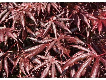 Acer%20palmatum%20Trompenburg%2002