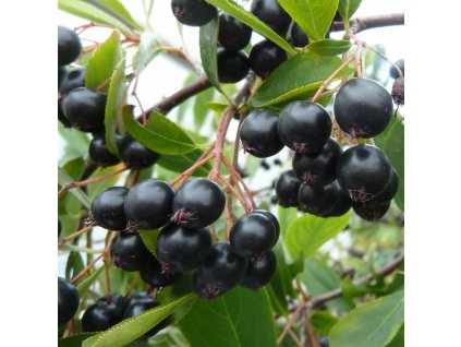 Aronia%20Hugin01s