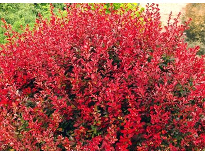 Berberis%20thunbergii%20Lutin%20Rouge%2003
