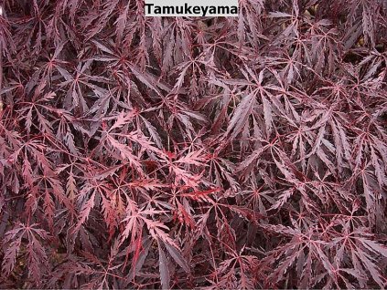 Acer%20palmatum%20Tamukeyama%2001