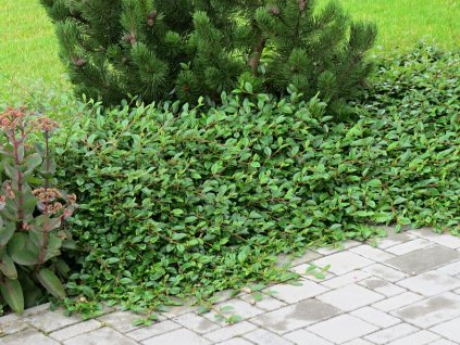 Cotoneaster%20dammeri%20Miranda%2001