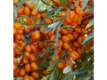 Hippophae Pantělejevska01m