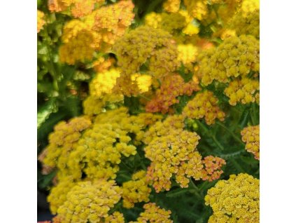achillea terracote2m2