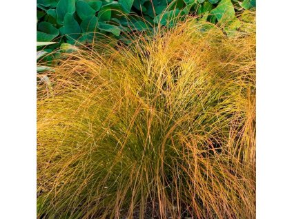 Carex testacea Prairie Fire 02m1
