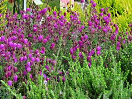 Daboecia%20Rieke%2002