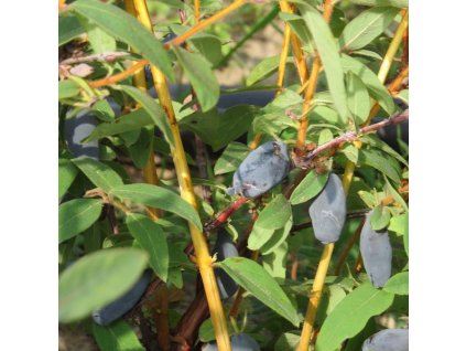 Lonicera kamtchatica Vostorg 01m1