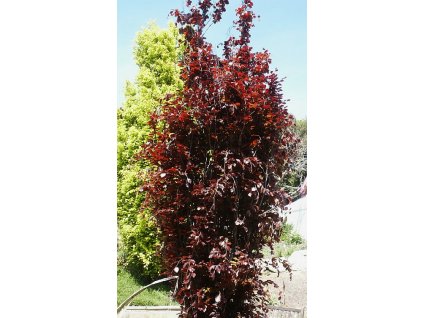 Fagus%20sylvatica%20Dawyck%20Purple