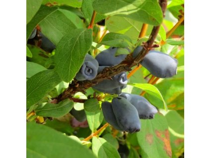 Lonicera kamtchatica Wojtek 01m1