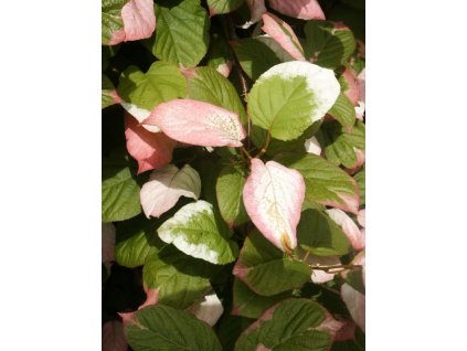 Actinidia%20kolomikta
