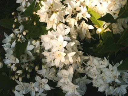 Deutzia%20gracilis01