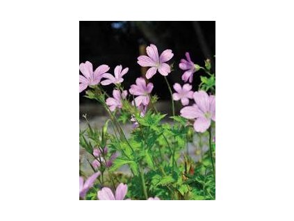 Geranium%20Rose%20Clair01