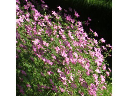 Geranium Rose Clair 01 1 1