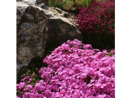 Phlox%20subulata%20Mc%20Daniels%20Cushion01