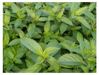 Mentha%20Swiss%20Ricola