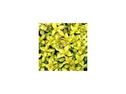 Origanum%20Goldtaler02
