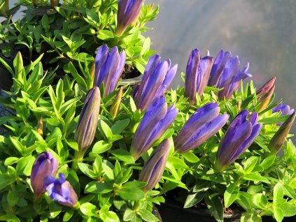 Gentiana%20makinoi%20Luis%20Easy%20Blue%2001