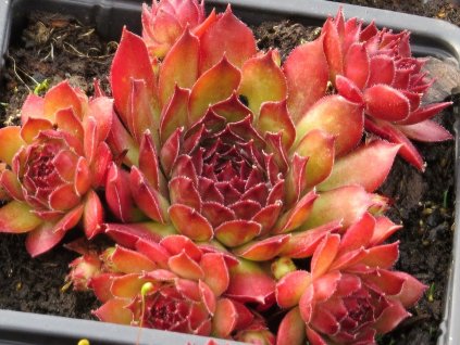 Sempervivum%20Dark%20Beauty%2001